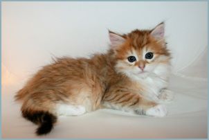 Female Siberian Kitten from Deedlebug Siberians